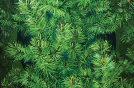 Fir, Soft and Thick